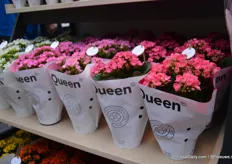 Maxime (on the right) is a new color in the large flowering Kalanchoe assortment of Queen. At the IPM Essen 2019 they showed it for the first time.